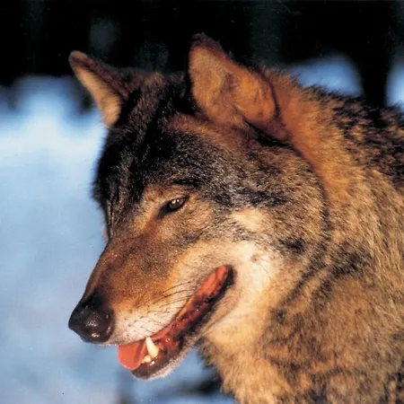 Ringhotel Altstadt 4* Güstrow